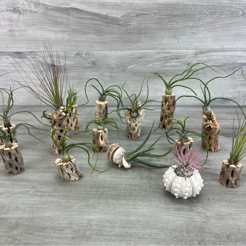 🔆AIR PLANT DRYED CACTUS 🔆 REAL PLANTS DECOR - Picture 8 of 9